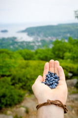 Wild Blueberries overlooking Camden Maine