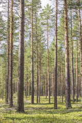 Forêt suédoise
