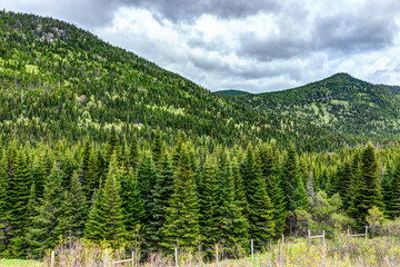 Green pine tree forest in summer with dark, cloudy sky in Quebec, Canada with fence