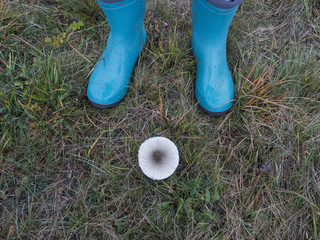 White mushroom in the forest
