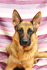 Adult German Shepherd dog lying down on a pink blanket