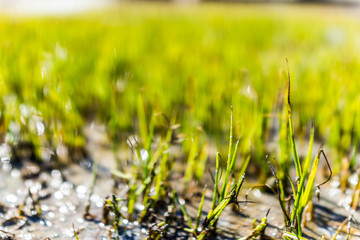 Macro closeup of green beach grass by Saint Lawrence river in Quebec, Canada with sand, shallow...