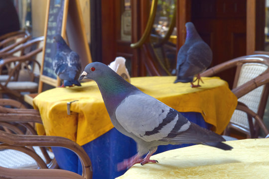 Piccione al Bar Pigeon at the Bar