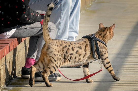 Spotted cheetoh cat on a leash.