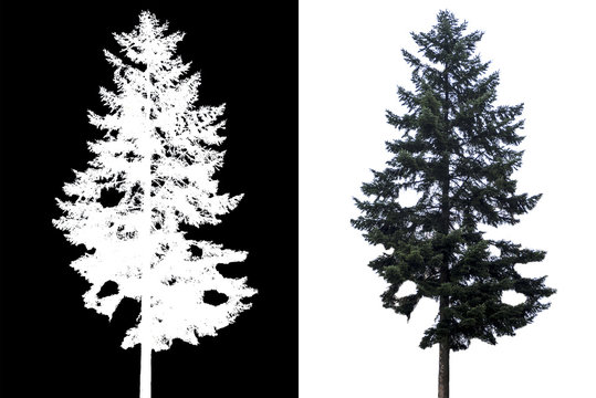 Fototapeta pine tree isolated