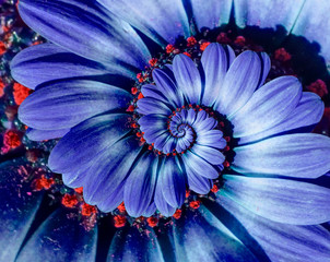 Blue camomile daisy flower spiral abstract fractal effect pattern background. Blue violet navy...