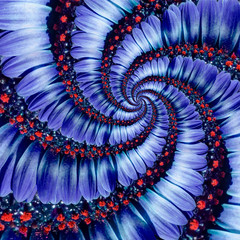 Blue camomile daisy flower spiral abstract fractal effect pattern background. Blue violet navy...