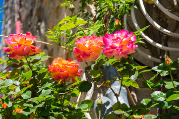 View of red roses