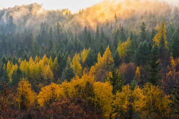 Foggy autumn sunrise over a wooded valley