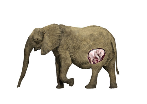 african elephant pregnant digital illustration