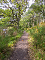 Fototapeta na wymiar walking on the west highland way near loch lomond, scotland