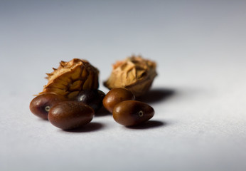 graines de soinfoins