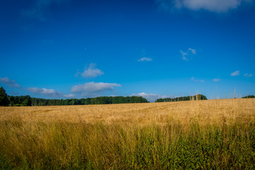 Obraz premium Gerstenfeld