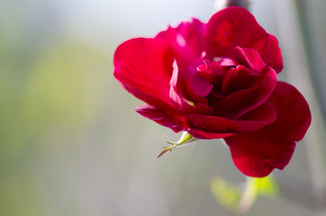 Fototapeta premium Rose