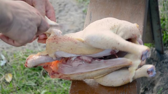 cutting broiler chickens by a farmer in the summer