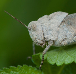 Cricket
