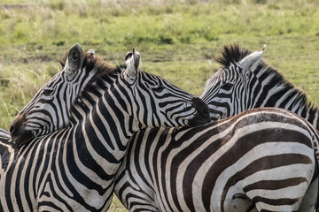 Fototapeta na wymiar Zebras resting on each other