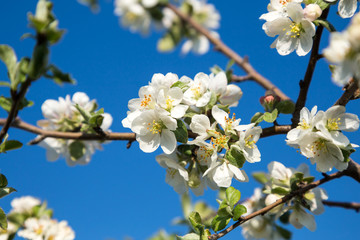 Blooming Apple tree in white. Flowering branches of Apple on a background of blue sky in the spring