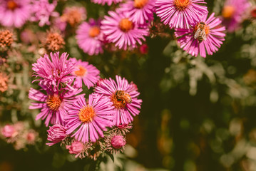 Fototapeta premium Bees and flowers