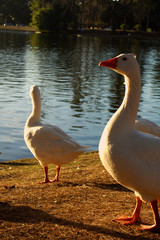 Patos al agua