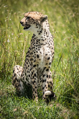 CHEETAH