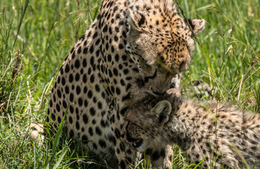 CHEETAH AND CUB