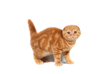 Scottish Fold small baby cat of red color with short hair in stripe with small ears and big full-length eyes on a white isolated background
