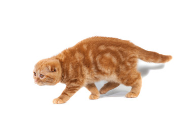 Scottish Fold small baby cat of red color with short hair in stripe with small ears and big full-length eyes on a white isolated background