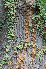 Baum mit Efeu
