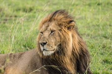 LION IN THE BREEZE