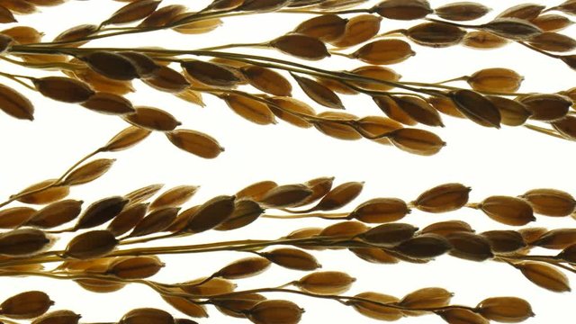 An ear of rice on a light background