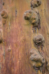 Fototapeta na wymiar Close Up of Large Tree Knots