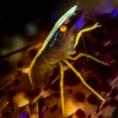 brook urchin shrimp