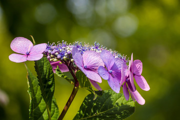 Purple Lace Cap Hydrangea flower under the sun