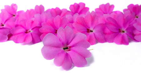 Obraz premium the flowers of Impatiens