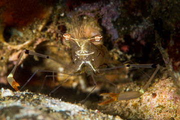 undetermined commensal shrimp