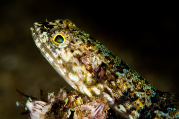 clearfin lizardfish fish