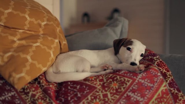 puppy jack russell terrier resting on the couch