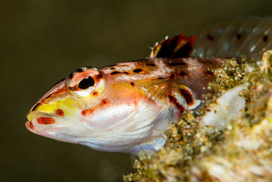 diagonal sandperch fish