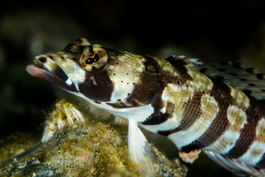 reticulated sandperch fish