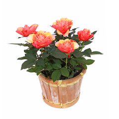 Mini rosier 