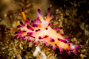 nudibranch aegires villosus farran