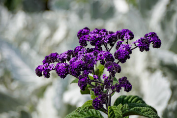 small purple flowers with washed out green background