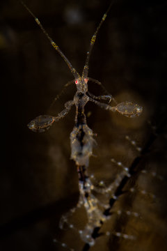 Skeleton shrimp closeup