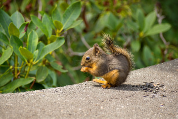 Naklejka na ściany i meble little squirrel eating