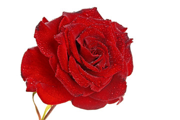 Red rose with water droplets isolated on white background