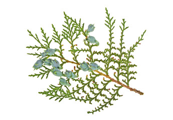 Twig of thuja on a white background