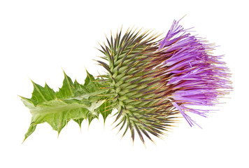 Thistle flower isolated on white background