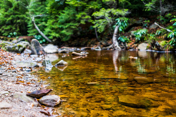 Closeup of red creek in Dolly Sods, West Virginia during autumn, fall with green pine tree forest and water river surface