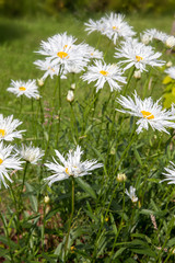 Leucanthemum superbum Crazy Daisy Formerly Chrysanthemum maximum. White flowers in garden on sunny day